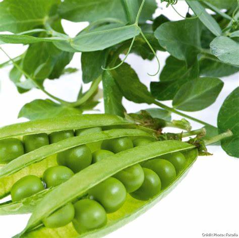 Garden Pride Petit Pois 400g – Tinned British Sweet Peas, Buy British PH