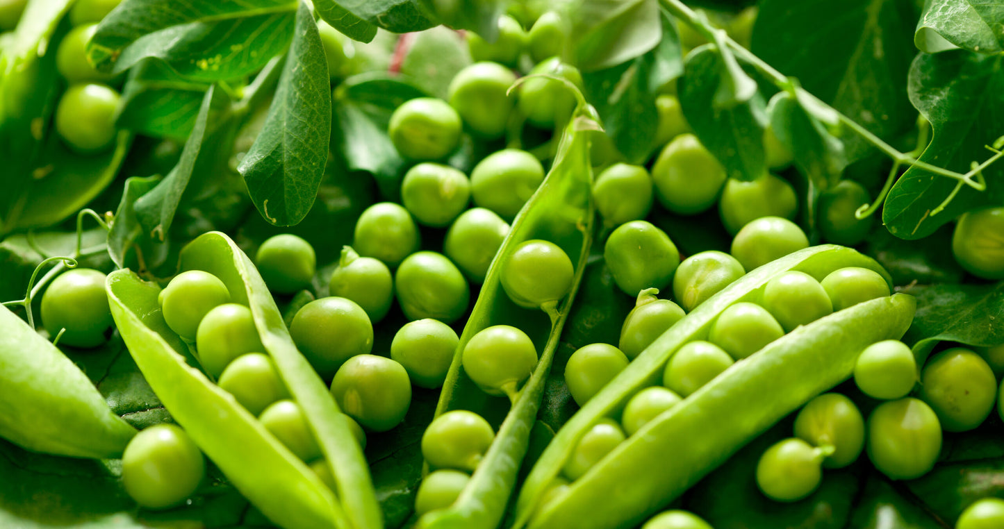 Garden Peas – British Vegetables, Buy British PH