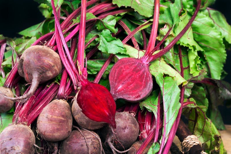 Bunch of fresh beets with green leaves on a dark background