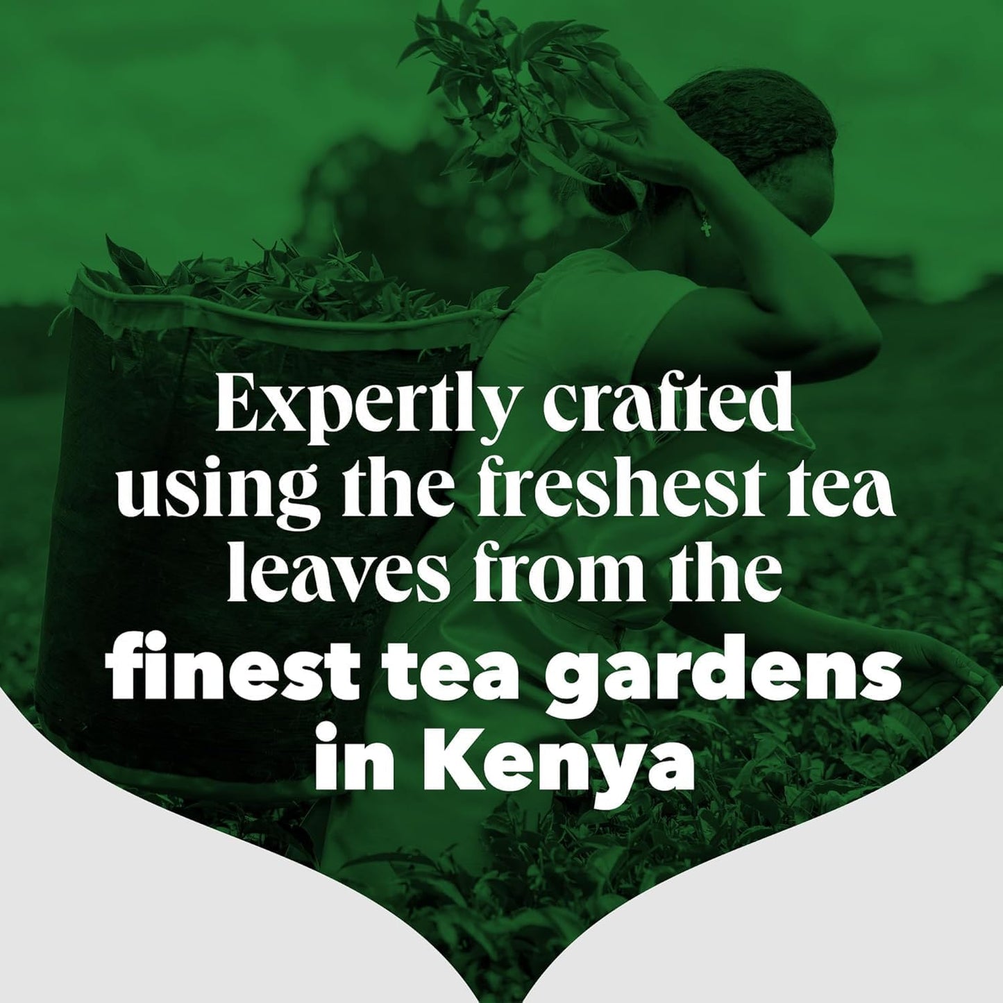 Person picking tea leaves with text about fresh tea leaves from Kenya