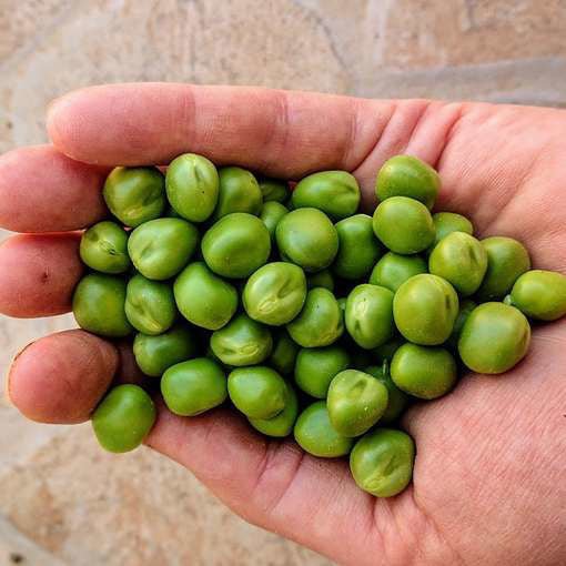 🥣 Tesco Marrow Fat Peas 300g – Plump, Classic British Peas