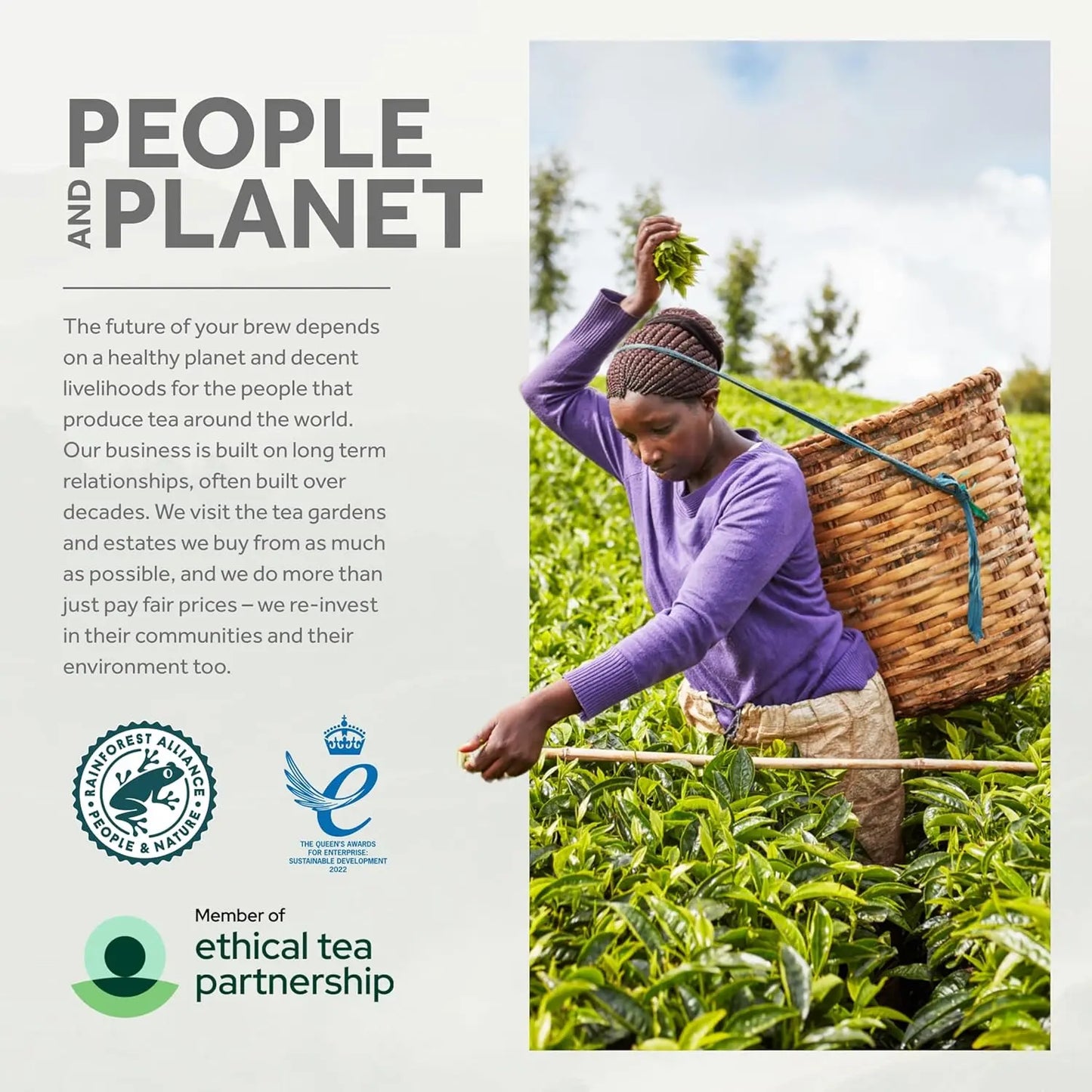 Woman working in a tea field with text about ethical tea practices and certification logos.