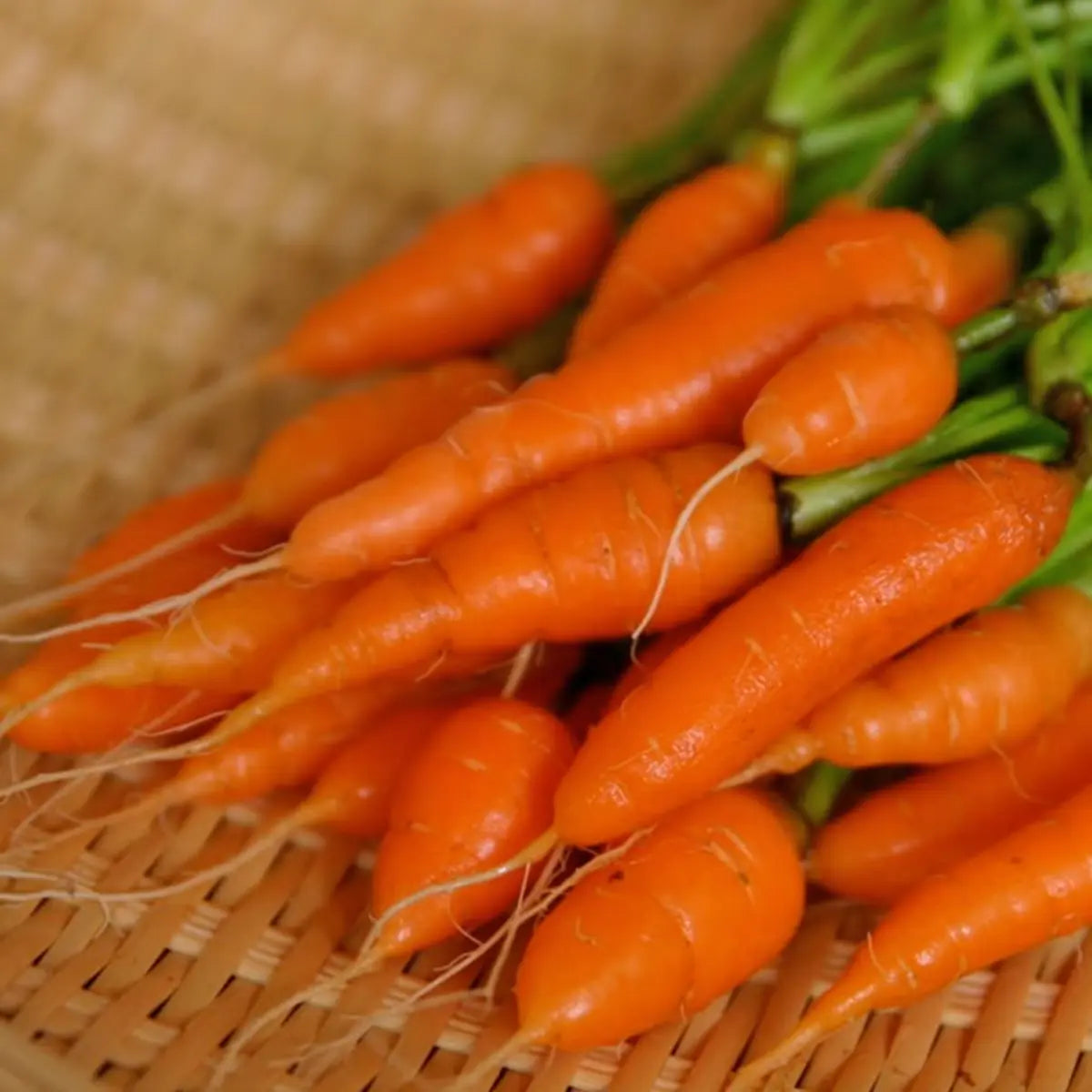 Bunch of small carrots on a woven surface